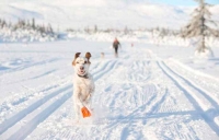 Hold hunden i aktivitet i påsken